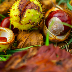 9. Picknick in het wild